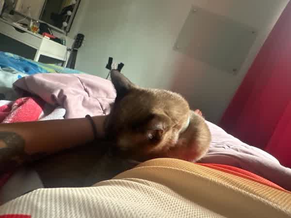 1e5e4300f3108d49915dcf02c339346e20b202a38b8cc635cd69292065ee9664 thumbnail