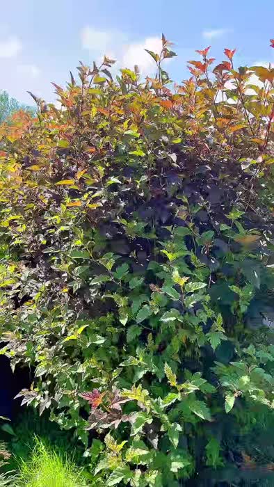 3e85b08c4b75cdea7f481d1373cf04c2ac2e0697d879104f9f043162627b6051 thumbnail