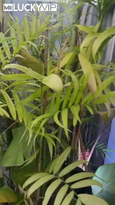 f1124f1dc4bce8305340733abbdf005158872e83483c82f4df2f48e36131d1ff thumbnail