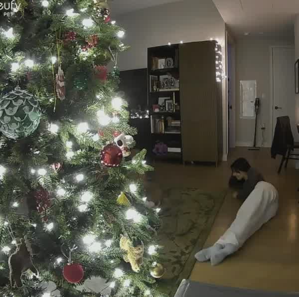 50411fdd83c3c7a6ebcdf42608288ec738054f5396adba36ed6cc53da591894d thumbnail